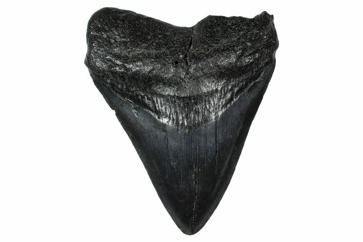 Fossil Megalodon Tooth - South Carolina #374767